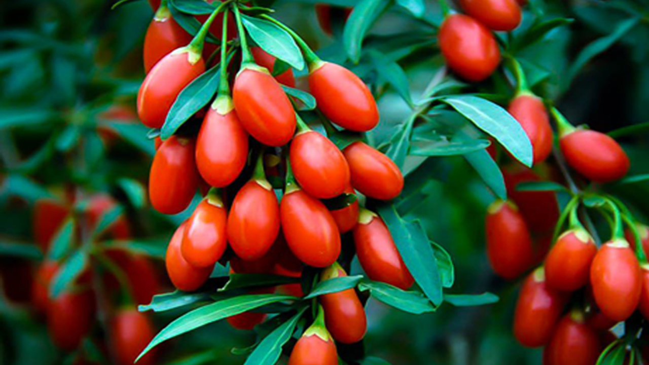 Goji Berry Bayburt’ta Çiftçiler için alternatif bir ürün olacak.