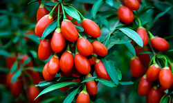 Goji Berry Bayburt’ta Çiftçiler için alternatif bir ürün olacak.