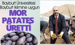 Bayburt Üniversitesi'nde Mor Patates hasadı başladı
