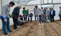 Mesleki ve teknik Anadolu lisesi serası üretime başlıyor