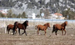 Antalya Büyükşehir yılkı atları için doğaya saman bıraktı