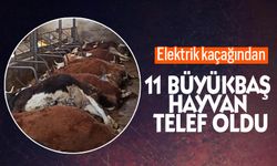 Bayburt’ta Elektrik kaçağından hayvanlar telef oldu!