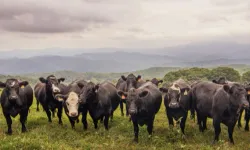 Kırsalda berekette hak sahipleri belirlendi... Hayvan dağıtımı başlıyor