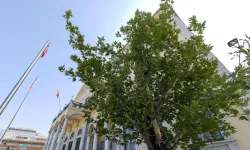 İzmir'in yeni sembolü olacak... Konak’a 'Doğu Çınarı' dikildi