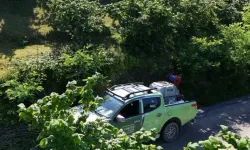Kahverengi kokarca FINVER bahçelerinde takip altında