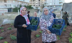 Mardin Artuklu Kent Kadın Bostanları'nda ilk hasat sevinci