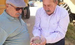 Muğla Milas Belediyesi karakılçık buğday hasadı gerçekleştirdi
