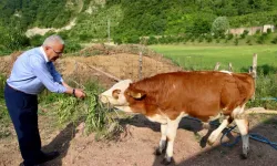 Ordu Büyükşehir besicilerin yüzünü güldürdü