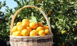 Tarım-ÜFE verileri açıklandı... Tropikal meyveler yine rekor kırdı