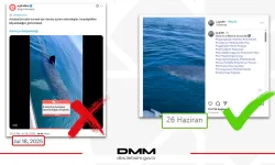 Antalya’da köpekbalığı iddiası dezenformasyon çıktı... DMM: O video Norveç’ten!