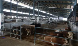 Bursa İnegöl'de hayvan pazarları 'belirsiz süre' kapatıldı