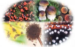 Gıdalardaki bitki toksinlerine ilişkin numunelere AB uyumu