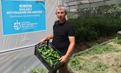 Kocaeli'de modern seralarda hasat bereketi