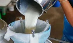 Mayıs'ta süt üretimi azaldı... Süt ürünleri üretimi arttı