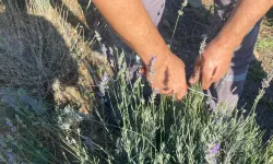 Muğla Milas Belediyesi lavanta hasadı gerçekleştirdi