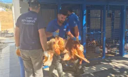 Yangından kurtarılan tavuklarına kavuştu