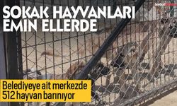 Bayburt Belediyesi Barınağı 512 canlıya yuva oldu