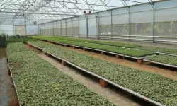 Ordu’da 4,5 milyon fideyle üretim seferberliği