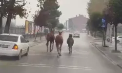 Düzce’de başıboş atlar trafiği birbirine kattı!