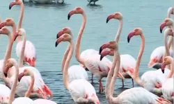 İzmit Körfezi’nde pembe dans