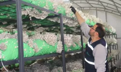 İzmit'ten 2,5 tonluk istiridye mantarı hasadı