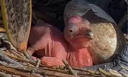 Manyas Kuş Cenneti’nde yeni hayat! Tepeli Pelikan yavruları yumurtadan çıktı