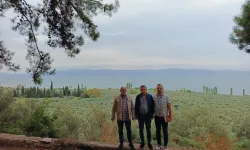 Marmarabirlik’ten 'anıt zeytin ağaçları'na özel marka vizyonu
