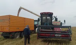 Tarımda devrim, dünyada ilk! Damlama sulama ile çeltik üretimi
