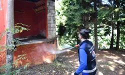 Trabzon’da tarım zararlısına karşı yoğun ilaçlama