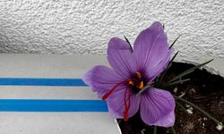 Ülkü Ocakları Genel Merkezi'nin Terasında Safran Hasadı Gerçekleşti