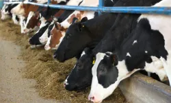 Bayburtlu Üreticiye Yem Desteği