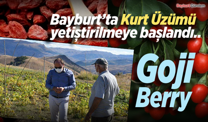 Bayburt’ta Kurt Üzümü yetiştirilmeye başlandı..