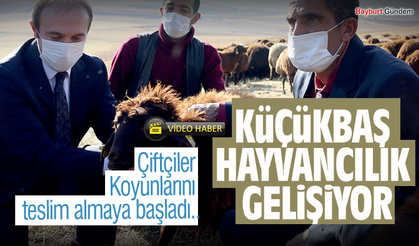 Bayburt’ta küçükbaş hayvancılık gelişiyor.