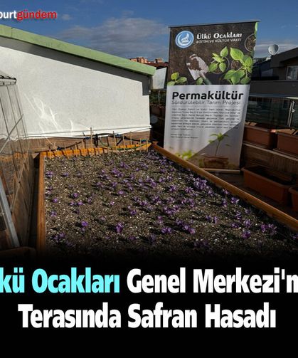 Ülkü Ocakları Genel Merkezi'nin Terasında Safran Hasadı Gerçekleşti