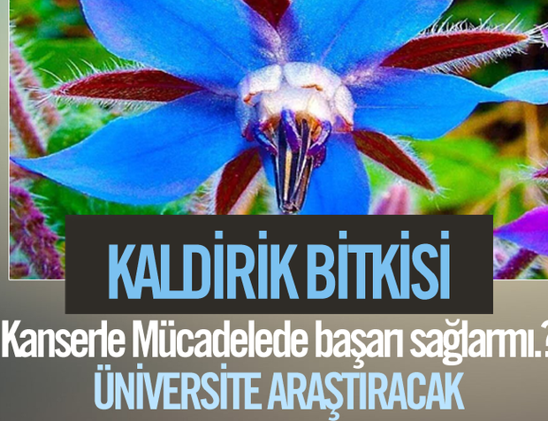 Kaldirik Bitkisi Kanserle Mücadelede başarı sağlar mı.?