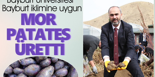 Bayburt Üniversitesi'nde Mor Patates hasadı başladı
