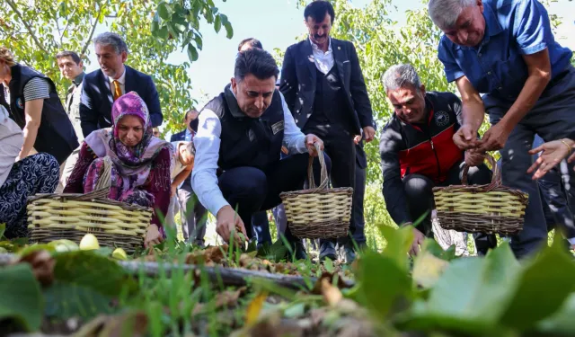 Bilecik ceviz üretiminde Türkiye 3’üncüsü