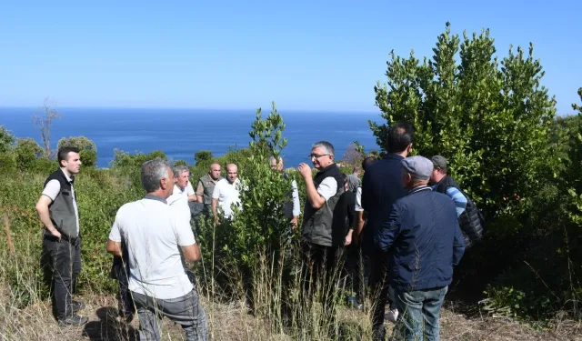 Bursa Orman, Mudanya kırsalında defne sahalarını iyileştirecek