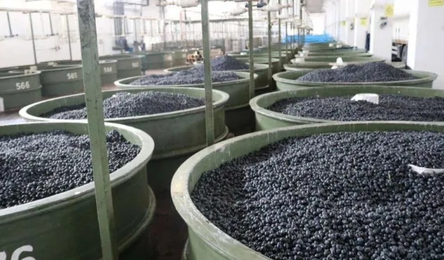 Marmarabirlik’ten zeytinci ortağa 5'inci  dilim ödeme... 200 milyon TL daha hesaplara yatıyor