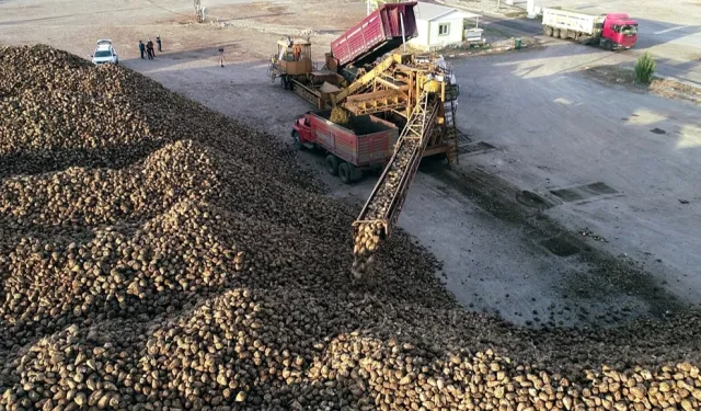 Erzurum ve Erzincan'da pancar hasadı tamamlandı