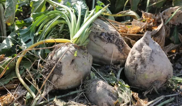 Pancar üreticilerine 6,2 milyar TL daha ödeme yapılacdak