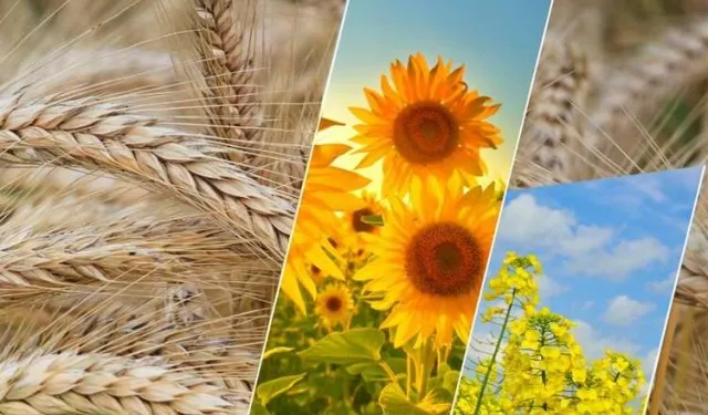 2,6 milyar TL'lik tarımsal destek ödemesi yapılacak