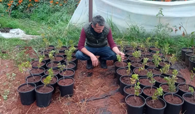 Çeşme Damla Sakızı üretimi yaygınlaşıyor