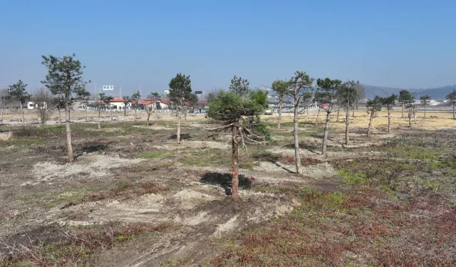 Sakarya’da yeşil cenneti Büyükşehir eliyle yaşatılıyor