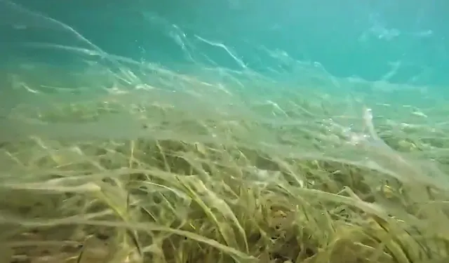 Sular ısındı, müsilaj yüzeye yaklaştı! Derinleri varın siz hesap edin!