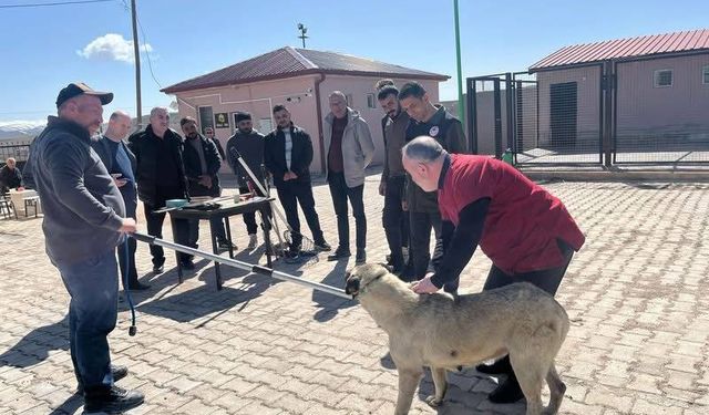 Bayburt’ta sokak hayvanlarını yakalama personeline eğitim
