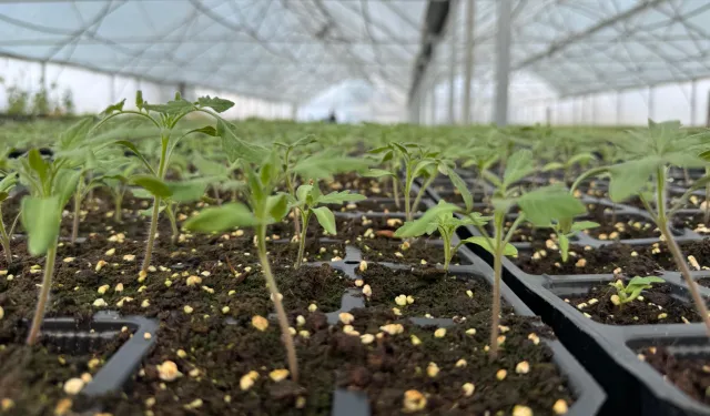 Tohum Takas Şenliği başlıyor