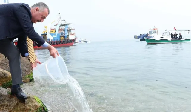 İzmit Körfezi’nde ekosisteme destek! 6 bin balık körfezle buluştu