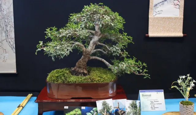 Kocaeli’de sanat tutkunları bonsai sanatı ile tanıştı