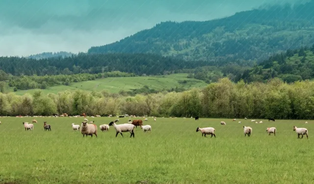 Küçükbaş hayvancılığa 3,8 milyar TL destek hesaplarda